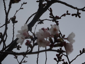 咲き始めの桜の花