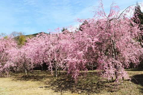 深泉寺しだれ桜