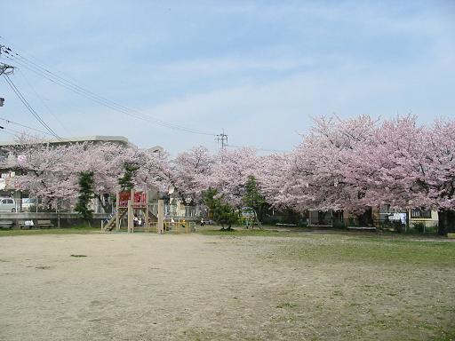 八幡公園の桜