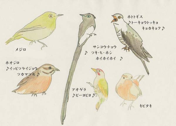 八面山で出会った野鳥と聞きなし