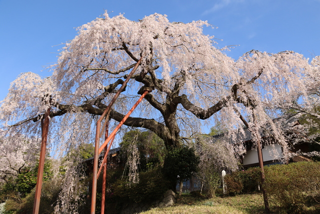 令和5年3月のようす