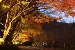 紅葉のひさしもみじ