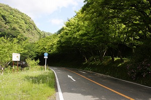 新緑のひさしもみじ