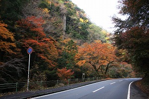 紅葉のもみじ谷