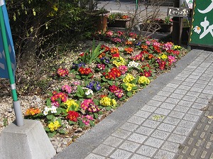 新博多町北商店街も花いっぱい