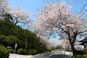 平和公園の桜