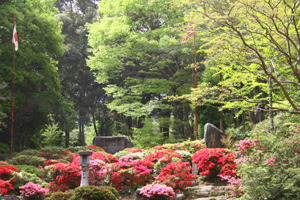 平和公園のツツジ