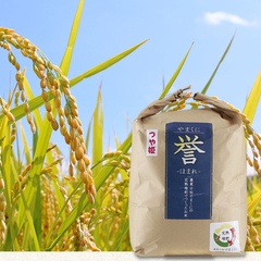 file_2026310215494_1