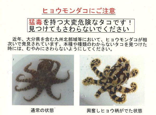 ヒョウモンダコにご注意ください 大分県中津市