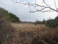 伊藤田用地c