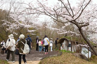 四季の丘公園の桜の様子