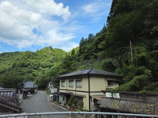 伐採前