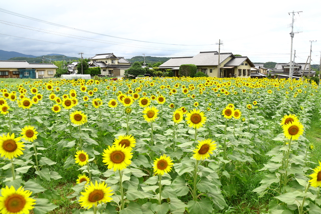 佐知ひまわり畑