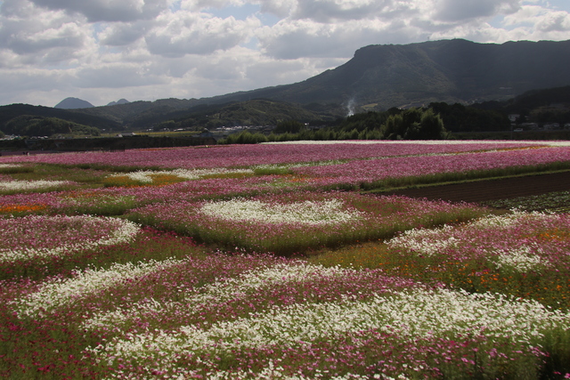 三光コスモス祭り2025】が行われます！ | 大分県中津市