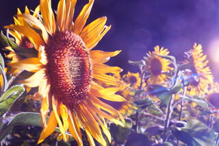 ライトアップ ライトアップ