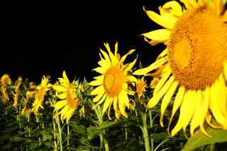 夜のひまわり畑をご堪能いただけます 夜のひまわり畑をご堪能いただけます