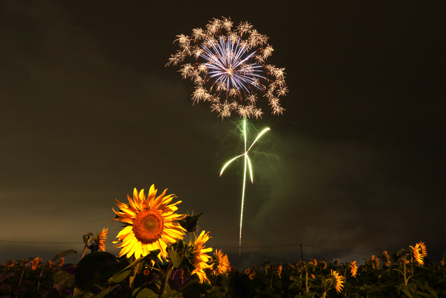 ひまわり花火 ひまわり花火