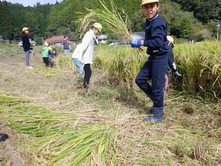 稲刈りを行う児童たち