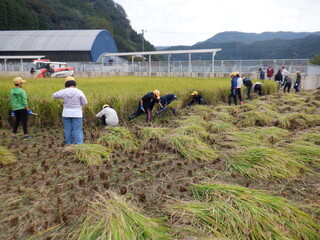 稲刈り