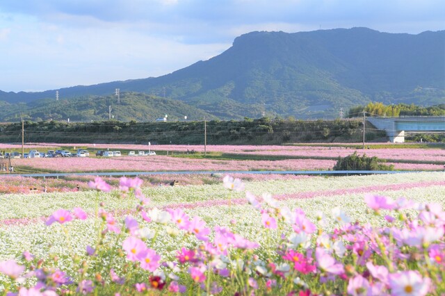 コスモス祭り2025閉幕