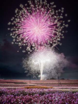 三光コスモス祭り2025フォトコンテストの受賞作品が決定しました