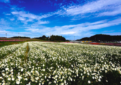 三光コスモス祭り2025フォトコンテストの受賞作品が決定しました