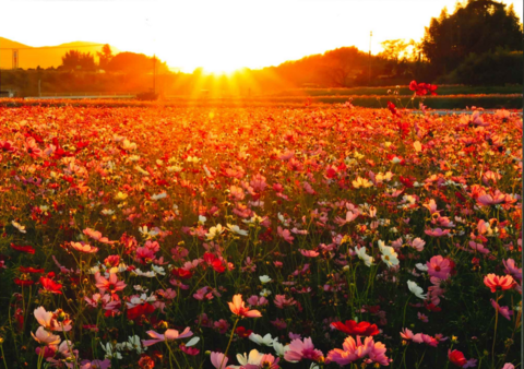 三光コスモス祭り2025フォトコンテストの受賞作品が決定しました