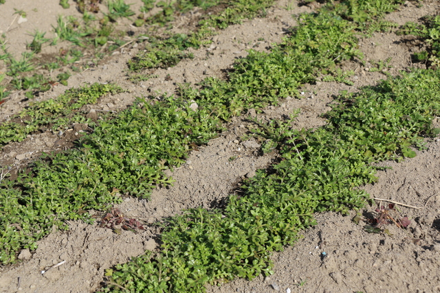 ネモフィラの芽の様子（2月13日撮影）