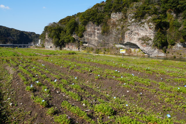 260323_ネモフィラ畑