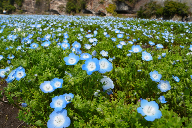 260402_ネモフィラ畑