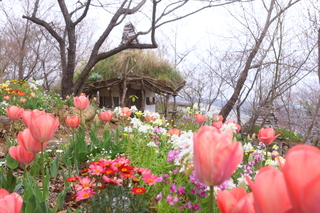 四季の丘公園のチューリップも見頃でした！