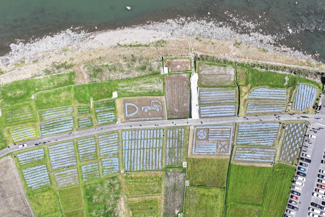 上空から見たネモフィラ畑