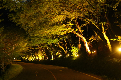 今年のライトアップの様子