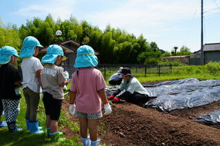 先生から植え方を教わります