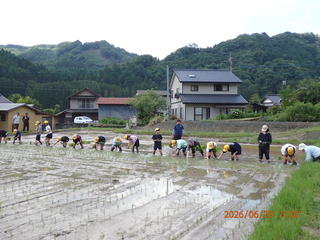 田植えの様子