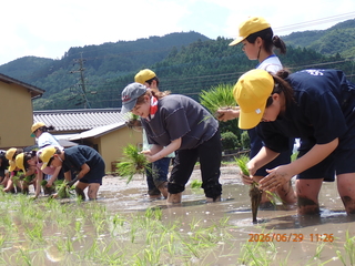 田植えの様子