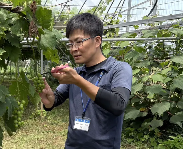 ブドウ園見学の様子 ブドウ園見学の様子