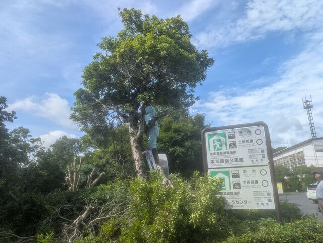 20260717_支所樹木伐採作業の様子 樹木の伐採作業の様子