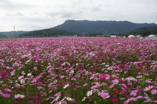 10月23日撮影 10月23日撮影