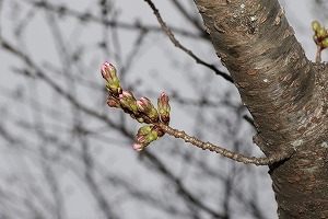 もうすぐ開花しそうです