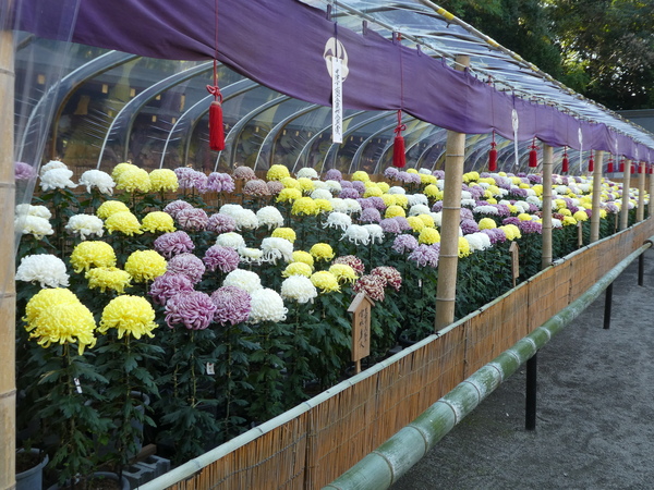 大貞八幡宮菊花展