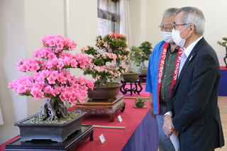 展示されたさつき盆栽を鑑賞する奥塚市長