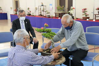 さつき盆栽の植え替えを見学する奥塚市長