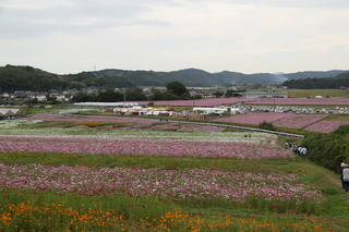 コスモス園の様子 コスモス園の様子