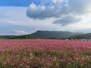 コスモス園と八面山 コスモス園と八面山